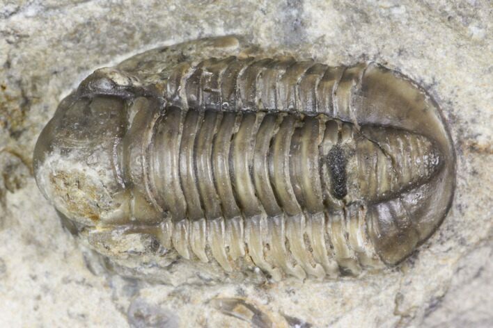 Bargain, Detailed Gerastos Trilobite Fossil - Morocco #141681